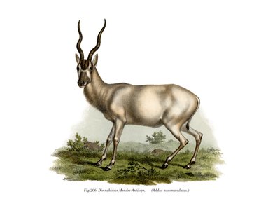 Addax, 1860 - German School